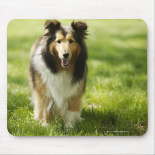 Tapis De Souris Chien de berger de Shetland fonctionnant sur