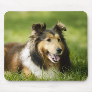 Tapis De Souris Chien de berger de Shetland se reposant sur