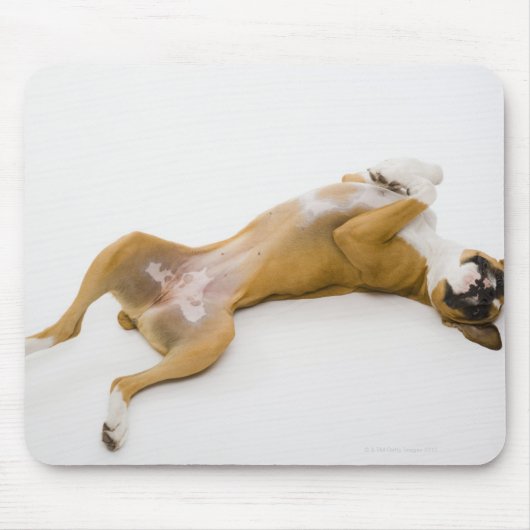 Tapis De Souris Chien de boxe allongé sur son dos sur le sol (Devant)