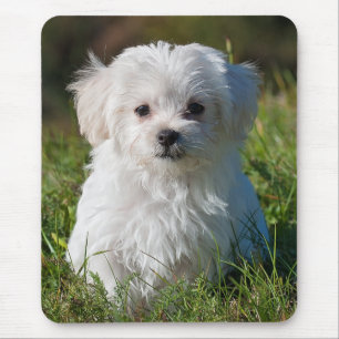 Tapis De Souris Chien de chiot maltais blanc farci