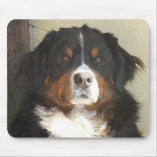 Tapis De Souris Chien de montagne de Bernese