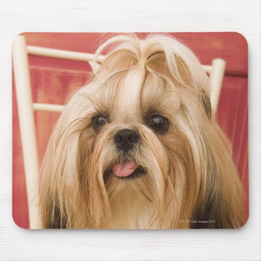Tapis De Souris Chien de Shih-tzu (Devant)