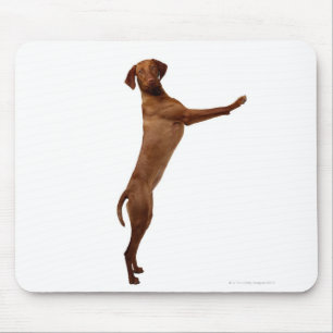 Tapis De Souris Chien de Vizsla