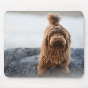Tapis De Souris Chien Havanais, Animal, Canine