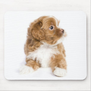 Tapis de souris Chien Havanais Mignon
