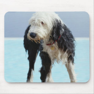 Tapis De Souris Chien humide par une piscine