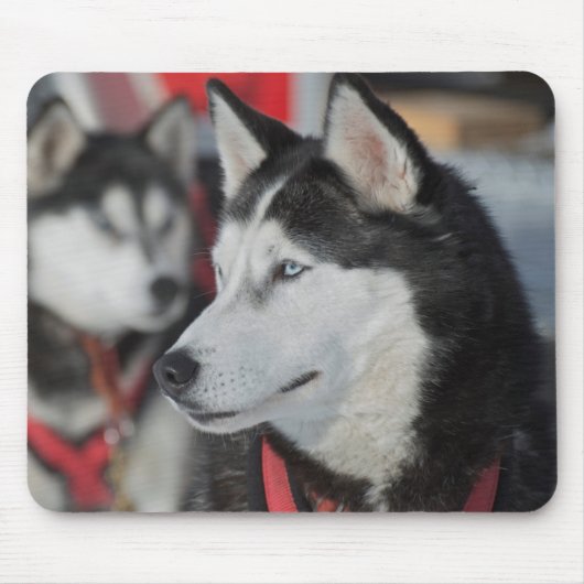Tapis De Souris Chien husky avant une course, Canada (Devant)