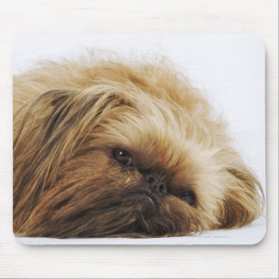 Tapis De Souris Chien pekingese, gros plan