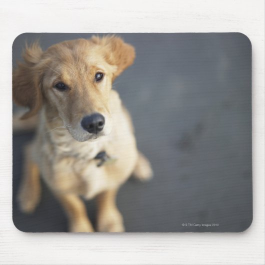 Tapis De Souris Chien qui regarde, gros plan (Devant)
