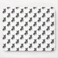 Chien-taureau français (Tricolore noir et bronzé)