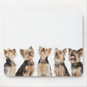 Tapis De Souris Chiens identiques assis ensemble