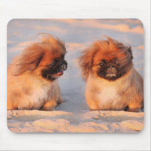 Tapis De Souris Chiens mignons de Pekingese