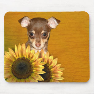 Tapis De Souris Chihuahua chiot et tournesol