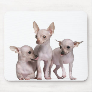 Tapis De Souris Chihuahua sans cheveux (5 et 7 mois)
