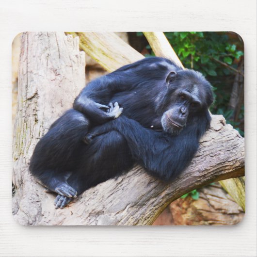 Tapis De Souris Chimpanzé (Devant)
