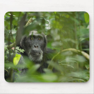 Tapis De Souris Chimpanzé caché parmi la végétation