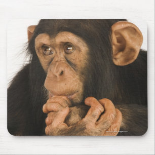 Tapis De Souris Chimpanzé (troglodytes de casserole). Jeune