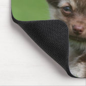 Tapis De Souris Chiot à cheveux longs de chiwawa regardant (Coin)