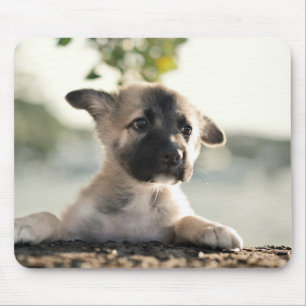Tapis De Souris Chiot allemand sur la corniche