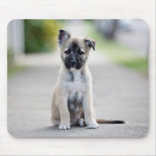 Tapis De Souris Chiot allemand sur le sentier de randonnée