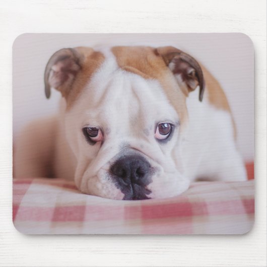 Tapis De Souris Chiot anglais timide de bouledogue (Devant)