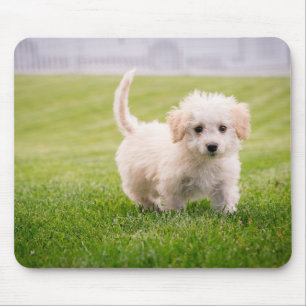 Tapis De Souris chiot, animal de compagnie, chien