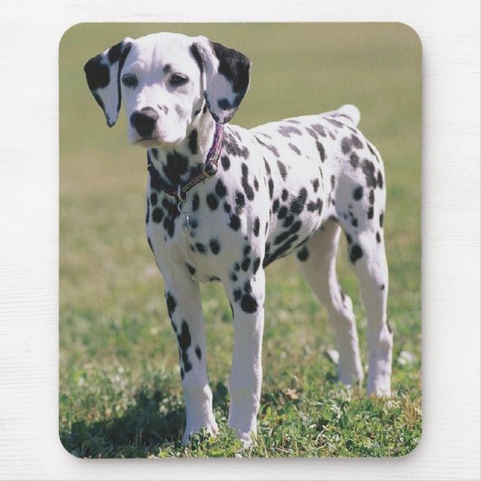Tapis de souris chiot dalmate (Devant)