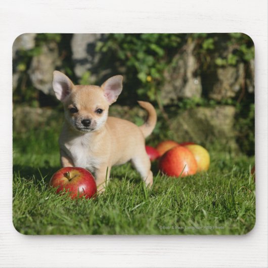 Tapis De Souris Chiot de chiwawa avec des pommes (Devant)