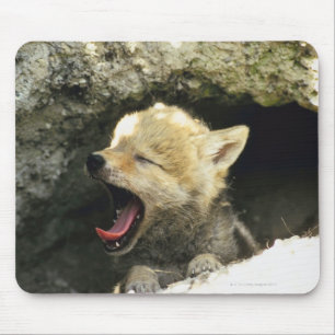 Tapis De Souris Chiot de coyote baîllant