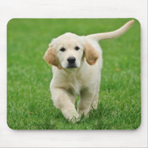 Tapis De Souris Chiot de golden retriever
