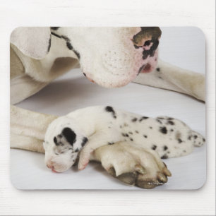 Tapis De Souris Chiot de great dane de harlequin dormant sur la