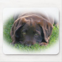 Chiot de laboratoire de chocolat