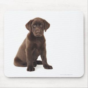 Tapis De Souris Chiot de labrador retriever de chocolat