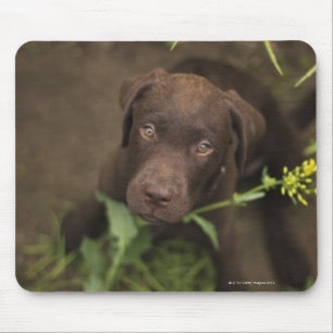 Tapis De Souris Chiot de Labrador se reposant dans l'herbe