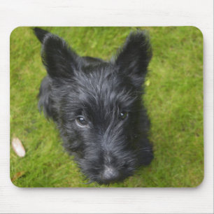 Tapis De Souris Chiot de Terrier écossais mignon