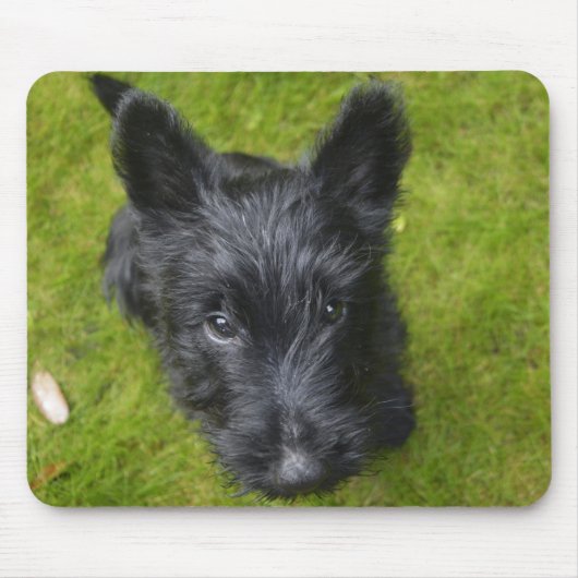 Tapis De Souris Chiot de Terrier écossais mignon (Devant)