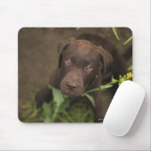 Tapis De Souris Chiot du Labrador assis dans l'herbe (Avec souris)