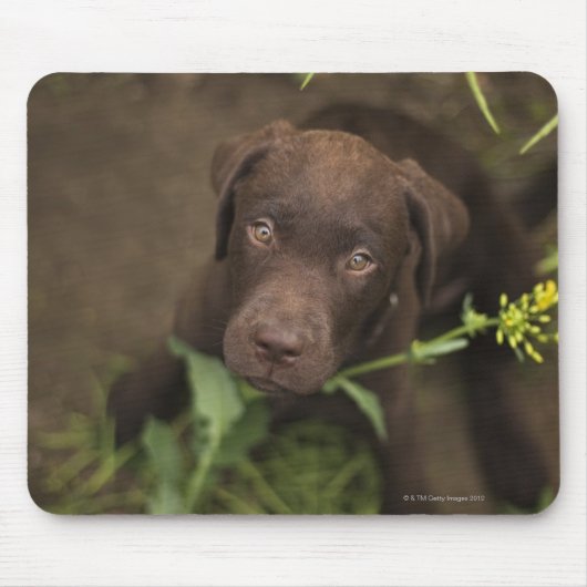 Tapis De Souris Chiot du Labrador assis dans l'herbe (Devant)