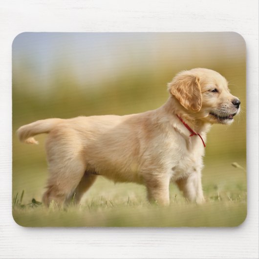 Tapis De Souris Chiot Golden Retriever (Devant)