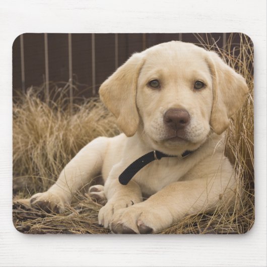Tapis De Souris Chiot Labrador Retriever (Devant)