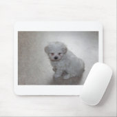 Tapis De Souris Chiot Maltais (9 Mois) (Avec souris)