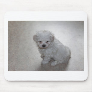 Tapis De Souris Chiot Maltais (9 Mois)