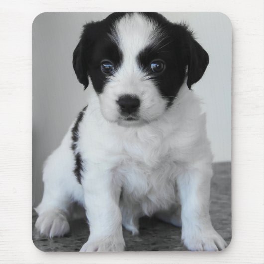 Tapis De Souris Chiot noir et blanc adorable (Devant)