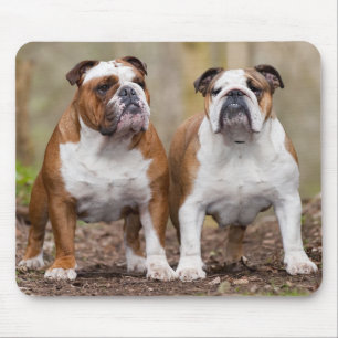 Tapis de souris chiots Bouledogue anglais