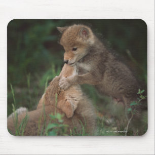 Tapis De Souris Chiots de coyote luttant (Canis Latrans)