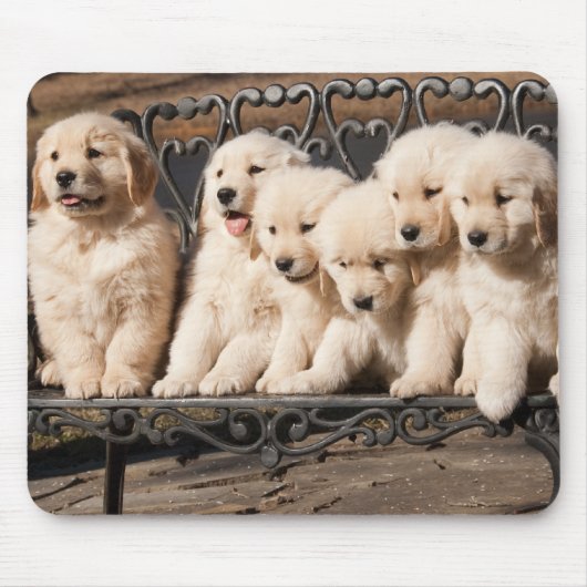 Tapis De Souris Chiots de golden retriever (Devant)