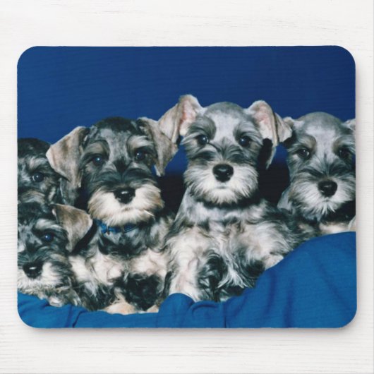 Tapis De Souris Chiots de Schnauzer miniature (Devant)