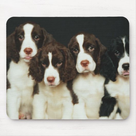 Tapis De Souris Chiots d'épagneul de springer anglais (2) (Devant)