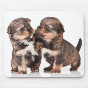 Tapis De Souris Chiots mignons de Yorkshire Terrier