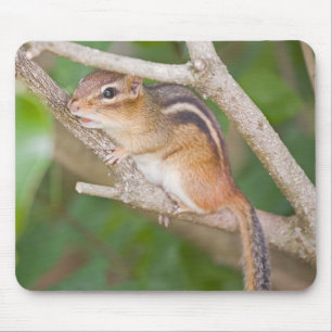 Tapis De Souris Chipmonk